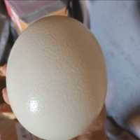 Oua de strut proaspete pentru consum