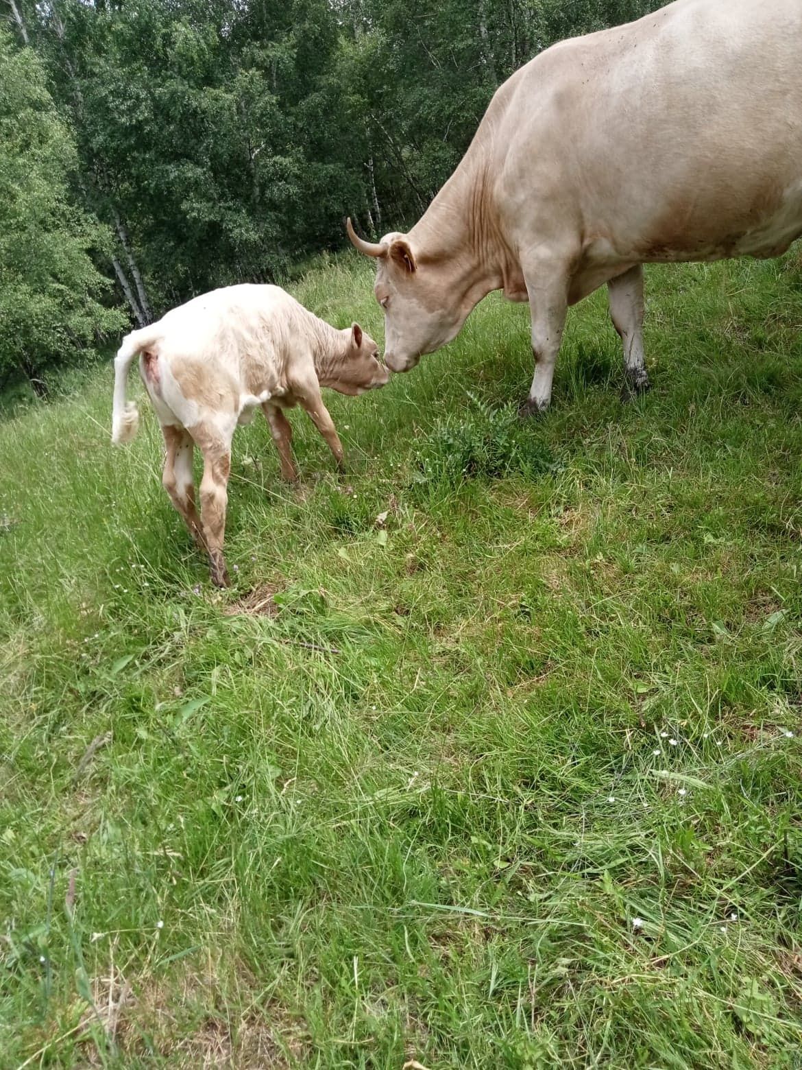 Vand o vaca cu vițel și 2 tauri