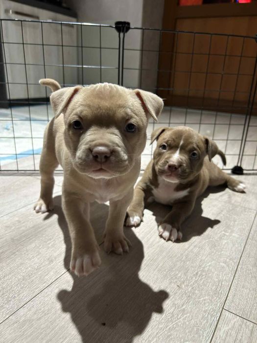 Амерканско були - покет