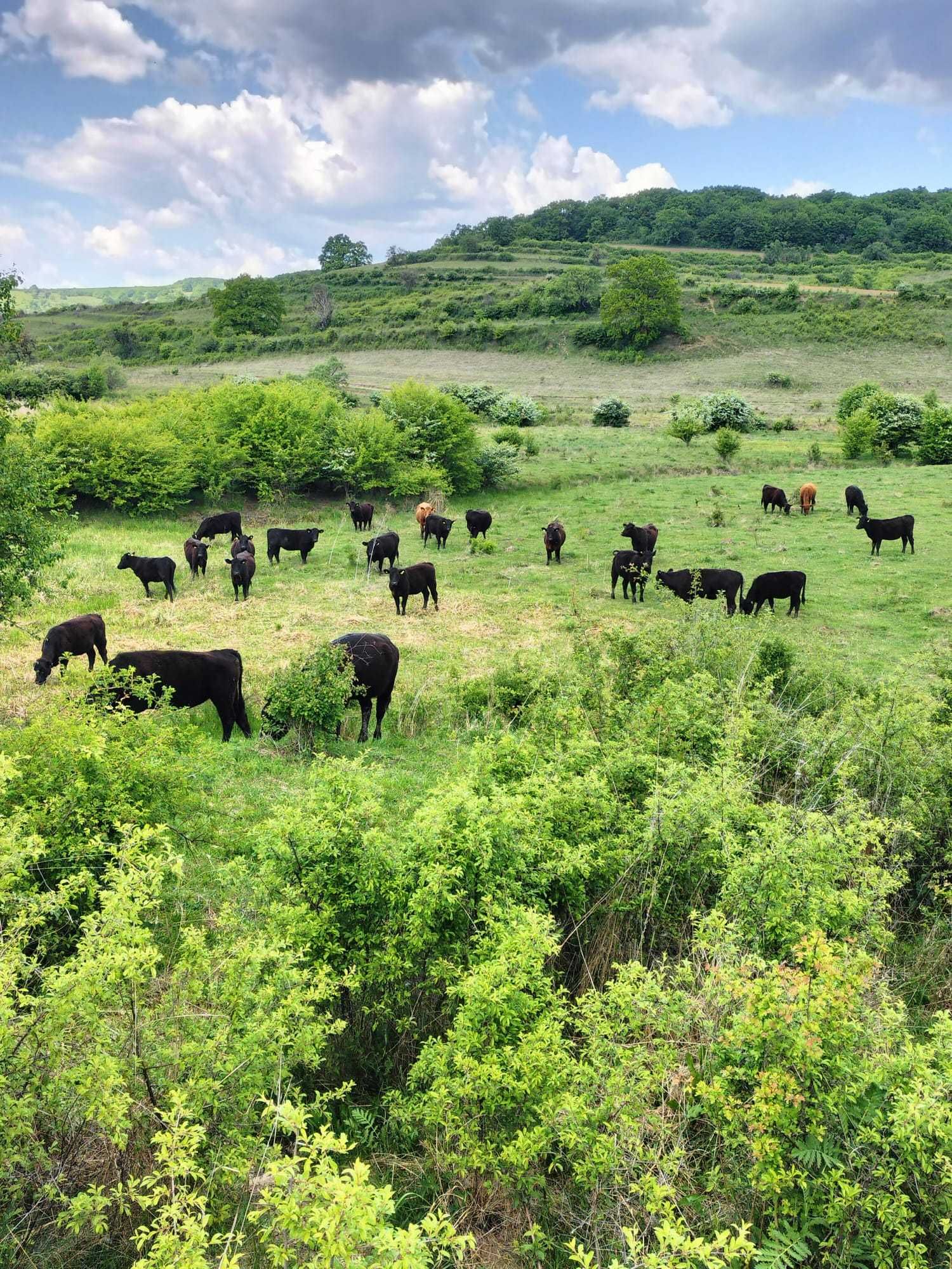 Vând juninci Aberdeen Angus