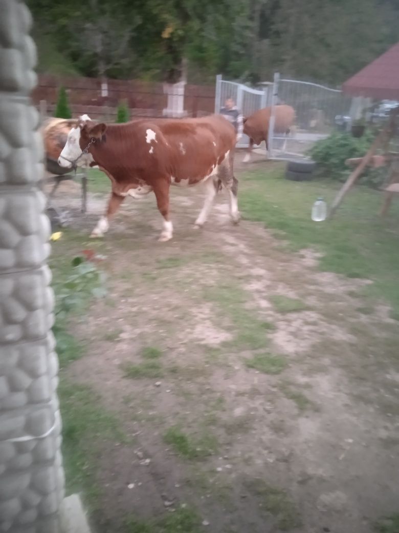 Vând juninca însămânțata de doua luni Bălțata Austriacă.