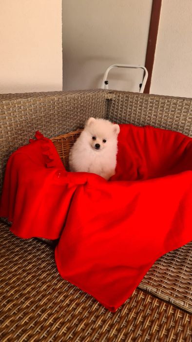 Mascul pomeranian