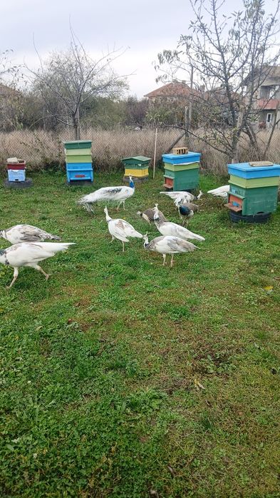 Свободни пауни  сребърни Арлекини  Бели  индийски  обикновени