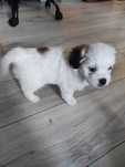 Bichon havanez, cauta casuta noua