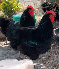 Продам цыплят кучинская юбилейная, Джерсийский гигант