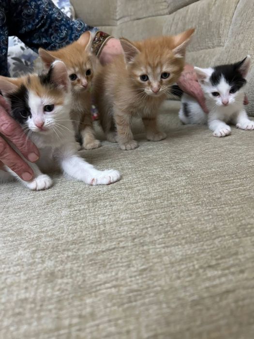 Отдам котят даром