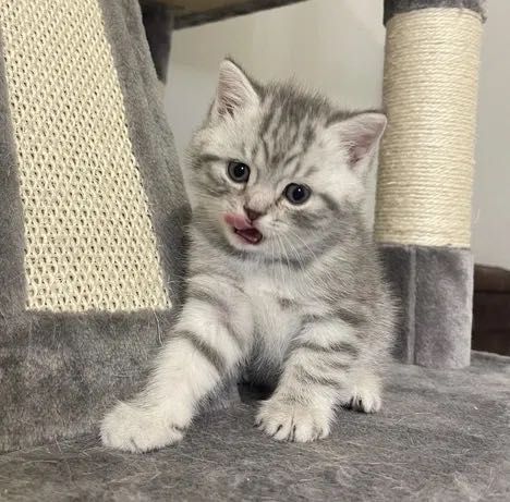 Продаются Котята