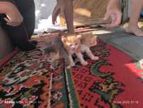 Котят отдам даром