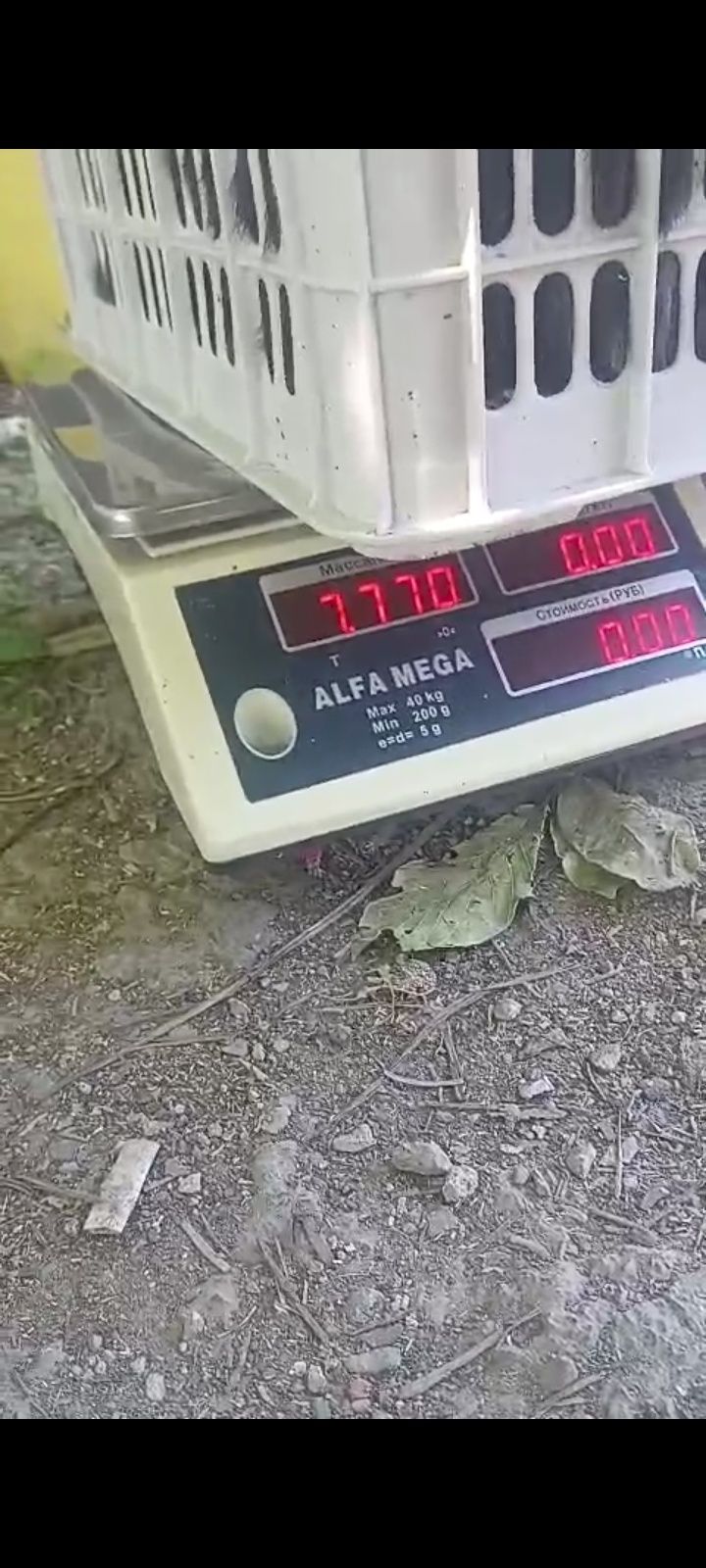 Микс Фландер+Строкач