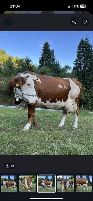 Vacă de vânzare bălțată