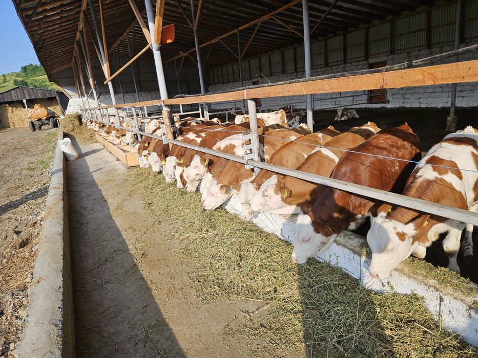 Vitele si vitei de vanzare..