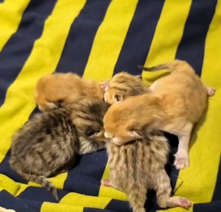 Skotsh fold va skotsh fuld. Ikki xaftada sotuvga tayyor boladi