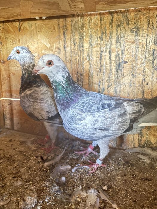 Vand o pereche de porumbei