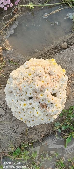Гул Хризантема глобус гулари