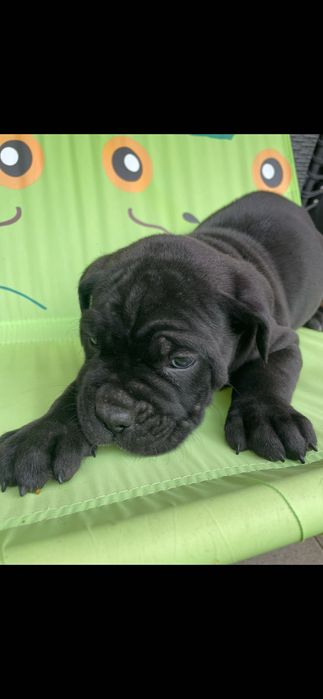Femele cane corso