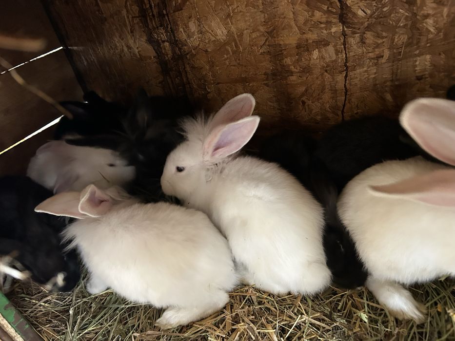 Vind iepuri  vârsta  2 luni jumate