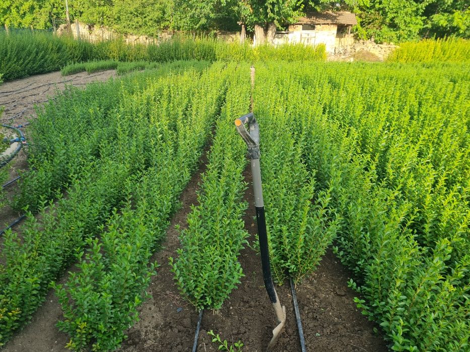 Лигуструм (Ligustrum Ovalifolium)
