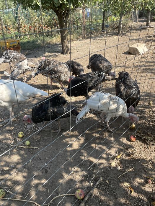 Curcani tineri ,de anul acesta!