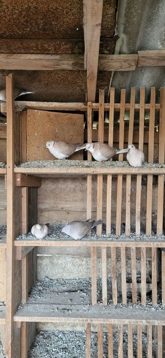 Turturele  cauta casa noua