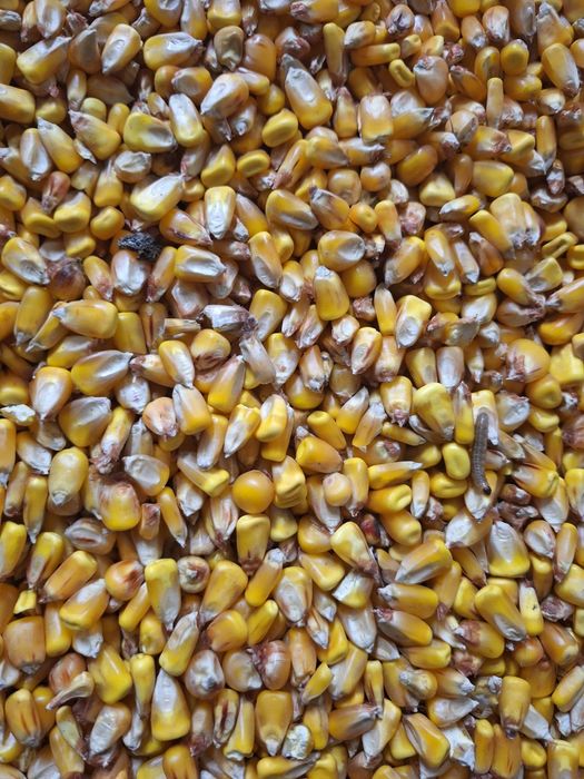 Vând porumb boabe