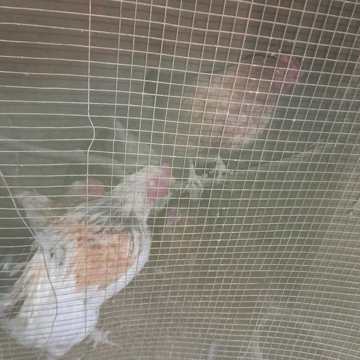 Ho'roz sotildi srochni