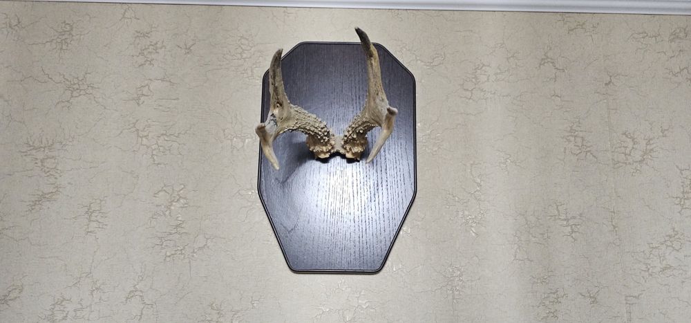 Декоративное панно, рога косули