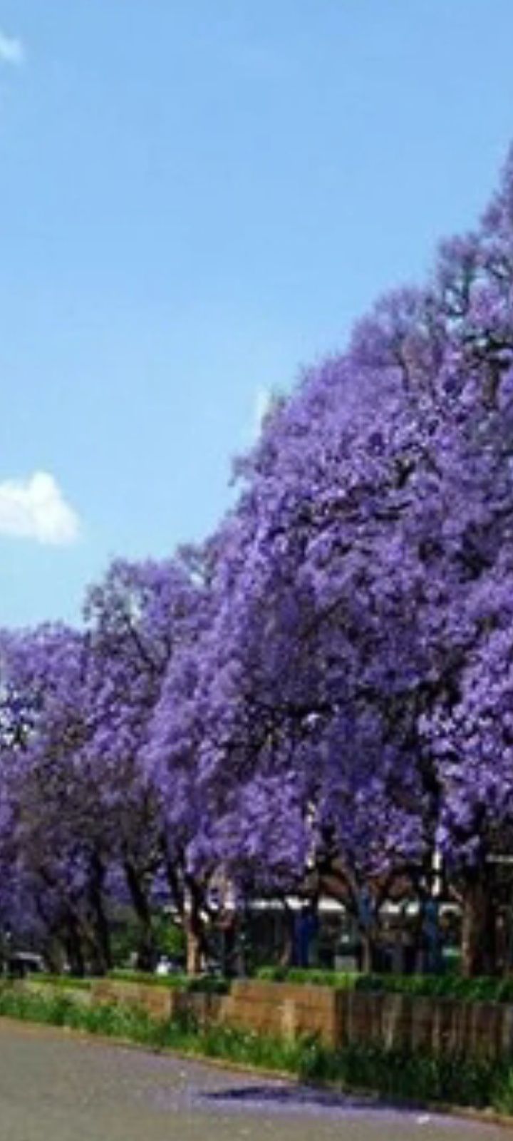 Paulownia flori mov.Puieti lignificati.La bucata En groos Fan>RO.