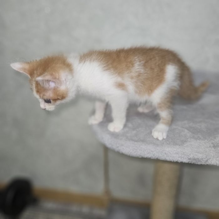 Отдам котенка в добрые руки! Мальчик, 2,5-3 месяца