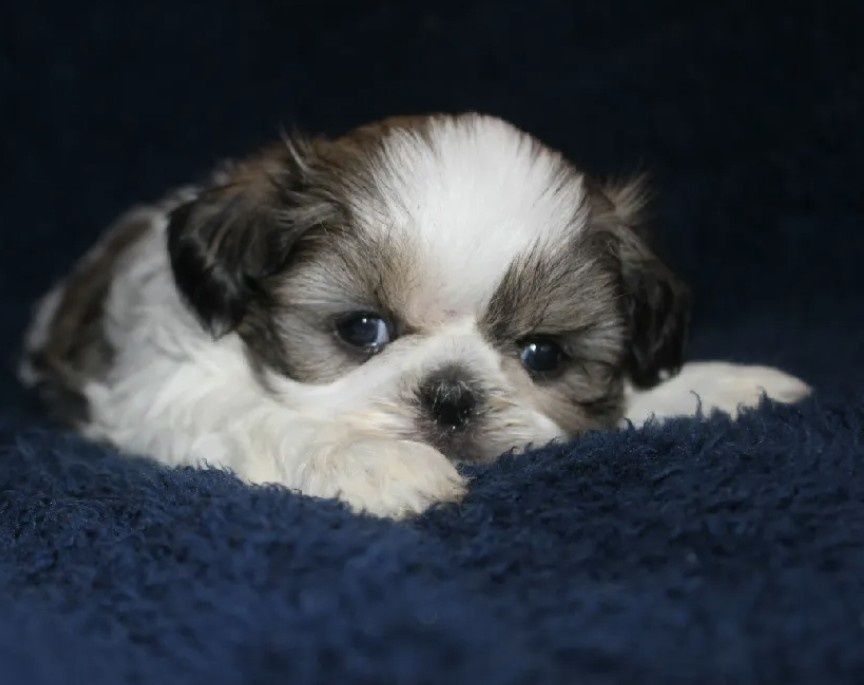 Shih-tzu talie mica