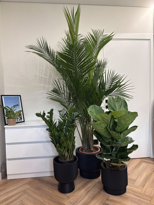 Комнатные растения/ Озеленение офиса, кафе, ресторана