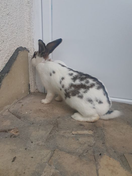 Vand 2 femela tanara 2025