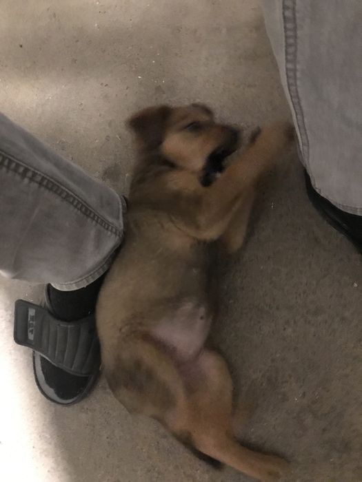 Спешно! Малко  кученце си търси дом!