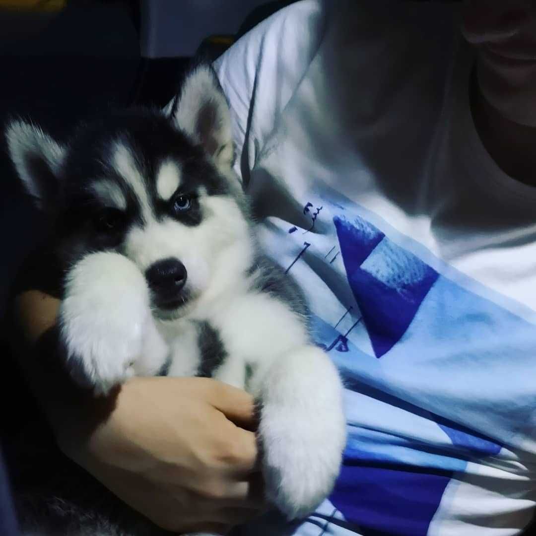 Pui Husky Siberian