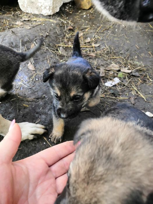 Щенки помесь овчарки и дворняги