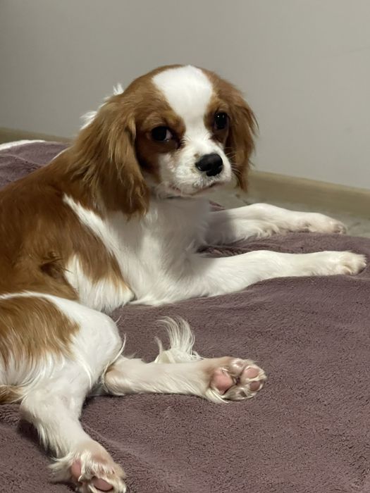 Cavalier King Charles Spaniel