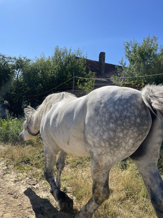 Vand armasar de noua ani