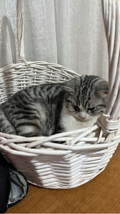 Отдам кота шотландец