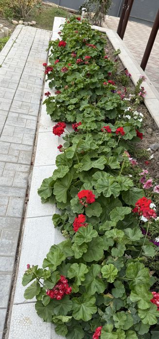 Цветы -Герань кусты , по 200 тг