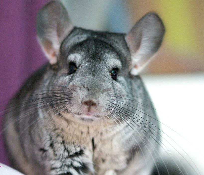 Продам шиншил 3 штуки