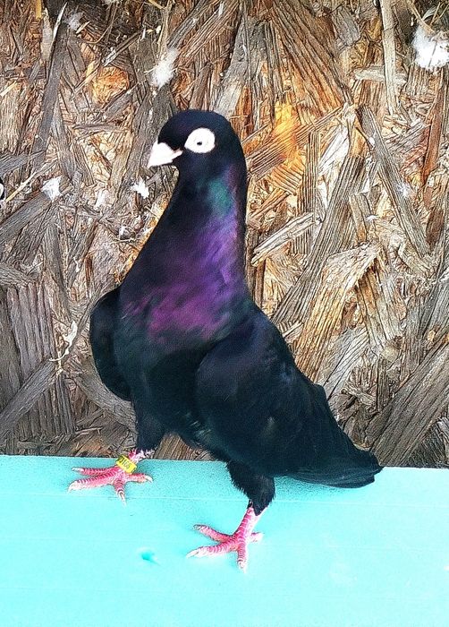 jucatori de galati cu joc și zbor