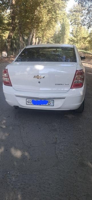 Kobalt stayl at plus tayyor