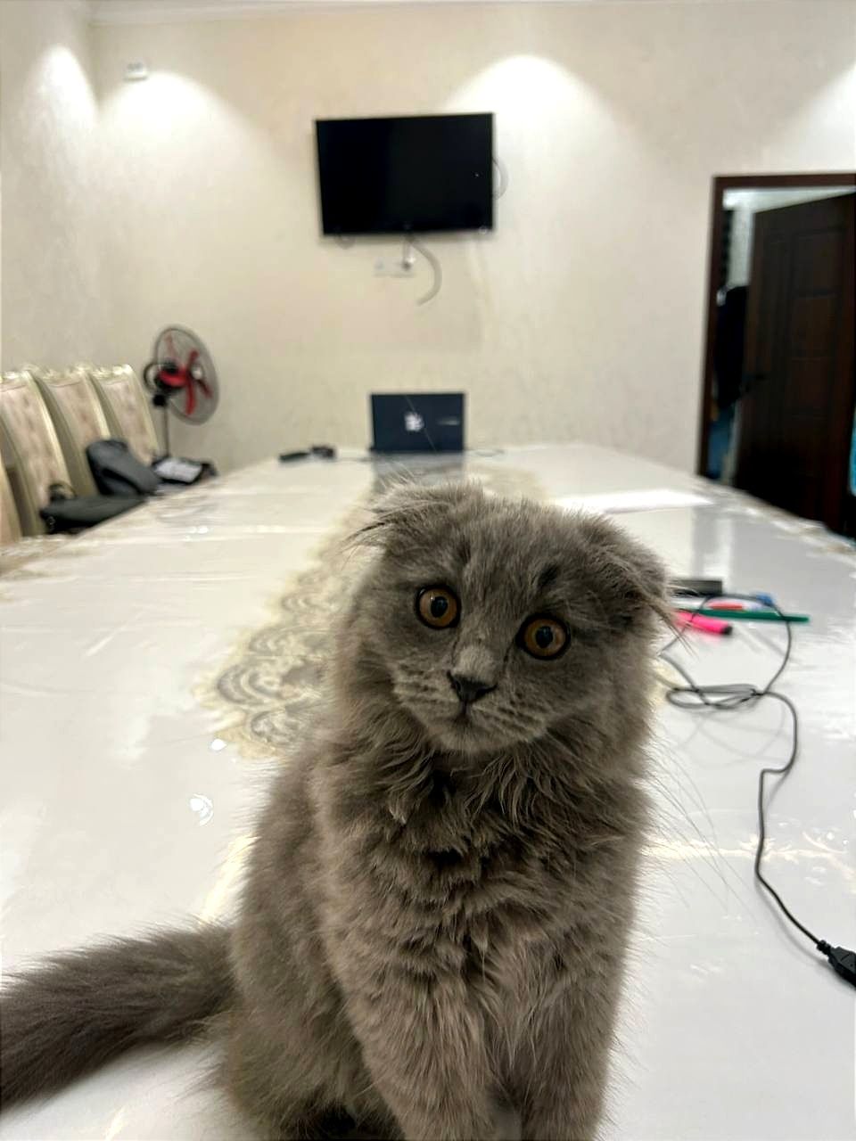 Шотландский Фолд Хайленд - Scottish Fold