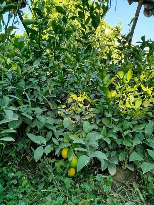 Limon(meyer) koʻchatlari sotiladi 4-5 yillik