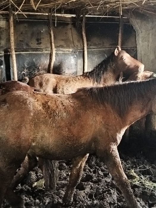 Жылқы семіз сатылады