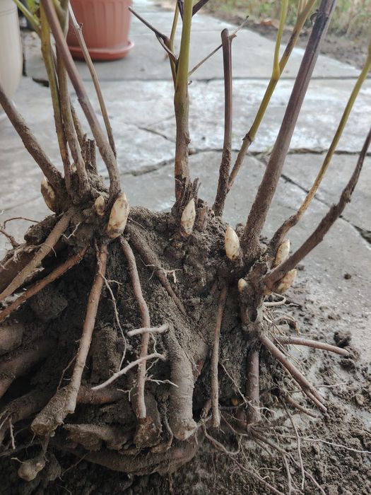 Rizomi Bujori(Peonie) Monsieur Jules Elie