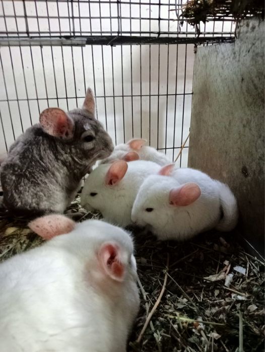 Chinchilla / sinsila, adorabilul animalut de companie. DE VANZARE.