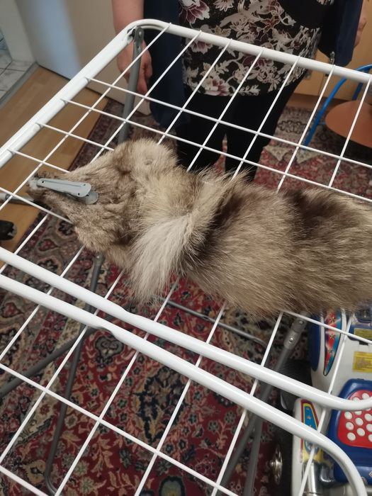 Лисица яка с щипка