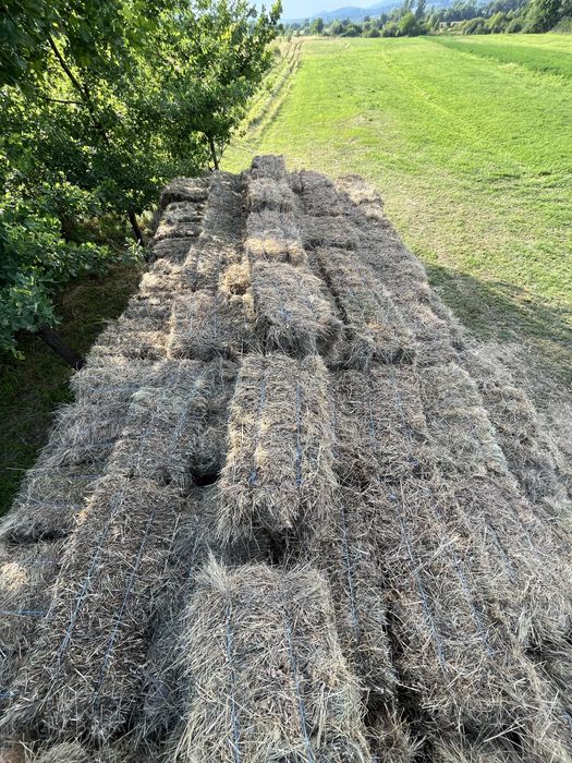 Vând boloți de fân 1000 de bucați