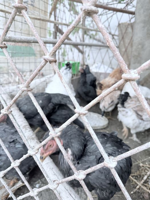 Turli xildagi tovuqlar sotiladi