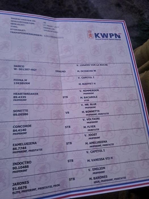 Armăsar de monta KVPN